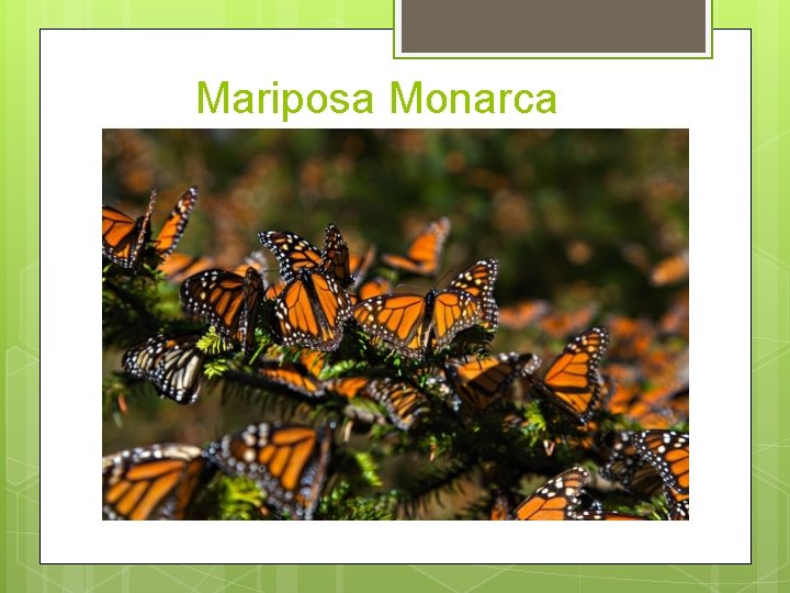 Mariposa Monarca 