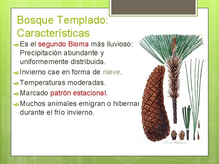 Bosque Templado: Características Es el segundo Bioma más lluvioso: Precipitación abundante y uniformemente distribuida.