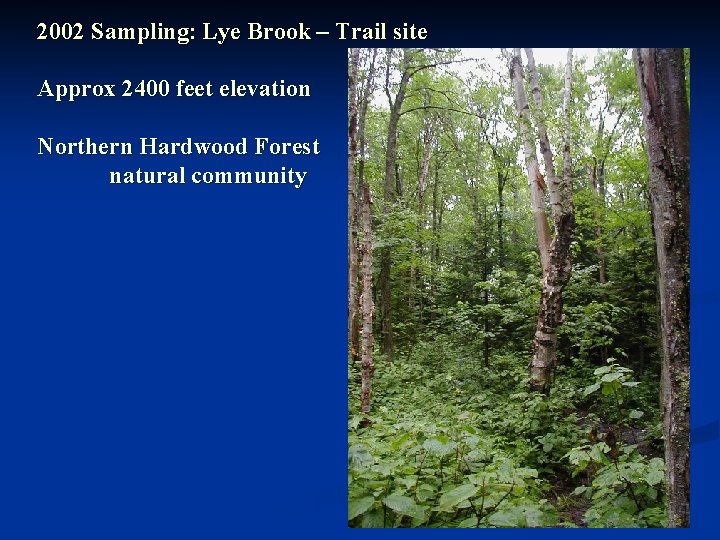 2002 Sampling: Lye Brook – Trail site Approx 2400 feet elevation Northern Hardwood Forest