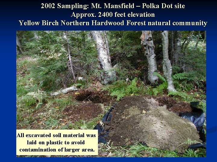 2002 Sampling: Mt. Mansfield – Polka Dot site Approx. 2400 feet elevation Yellow Birch
