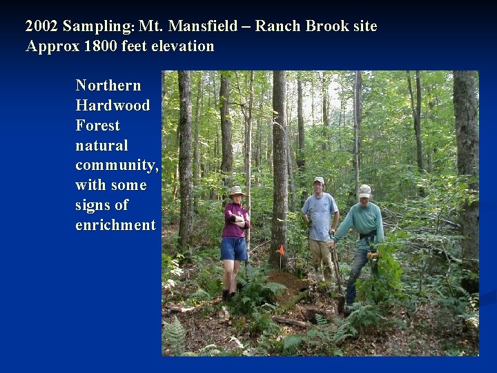 2002 Sampling: Mt. Mansfield – Ranch Brook site Approx 1800 feet elevation Northern Hardwood