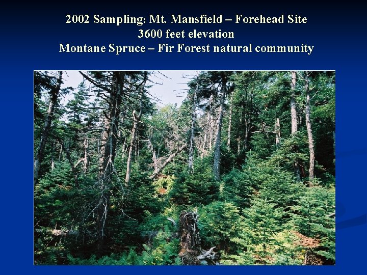 2002 Sampling: Mt. Mansfield – Forehead Site 3600 feet elevation Montane Spruce – Fir