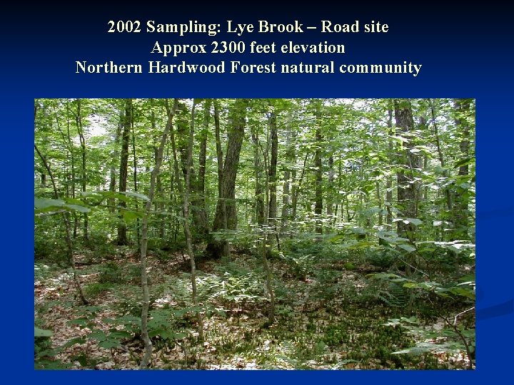 2002 Sampling: Lye Brook – Road site Approx 2300 feet elevation Northern Hardwood Forest