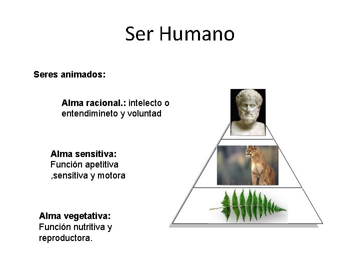 Ser Humano Seres animados: Alma racional. : intelecto o entendimineto y voluntad Alma sensitiva: