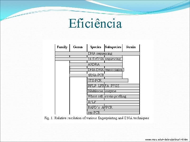 Eficiência www. msu. edu/~debruijn/dna 1 -4. htm 