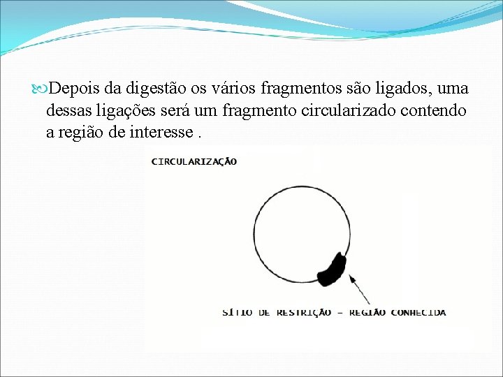  Depois da digestão os vários fragmentos são ligados, uma dessas ligações será um