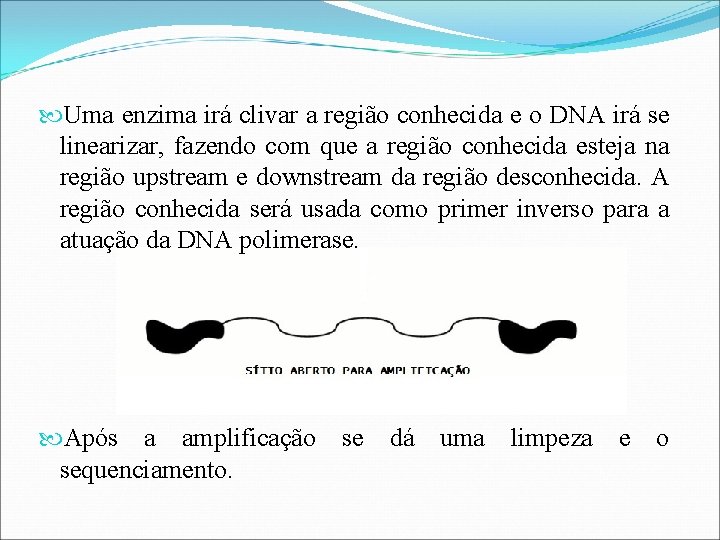  Uma enzima irá clivar a região conhecida e o DNA irá se linearizar,