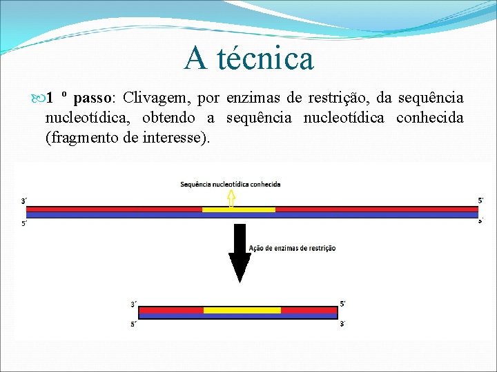 A técnica 1 º passo: Clivagem, por enzimas de restrição, da sequência nucleotídica, obtendo