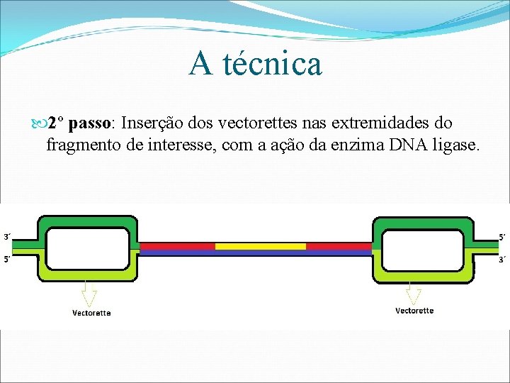 A técnica 2º passo: Inserção dos vectorettes nas extremidades do fragmento de interesse, com