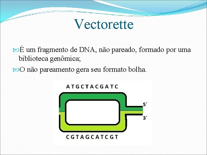 Vectorette É um fragmento de DNA, não pareado, formado por uma biblioteca genômica; O