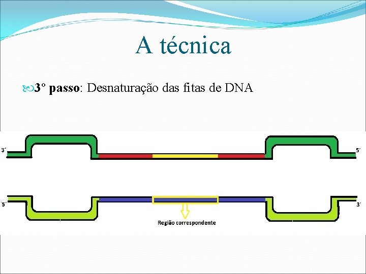 A técnica 3º passo: Desnaturação das fitas de DNA 