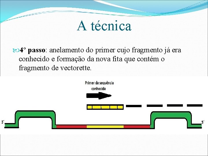 A técnica 4º passo: anelamento do primer cujo fragmento já era conhecido e formação