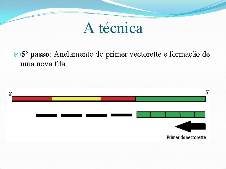 A técnica 5º passo: Anelamento do primer vectorette e formação de uma nova fita.