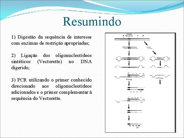 Resumindo 1) Digestão da sequência de interesse com enzimas de restrição apropriadas; 2) Ligação