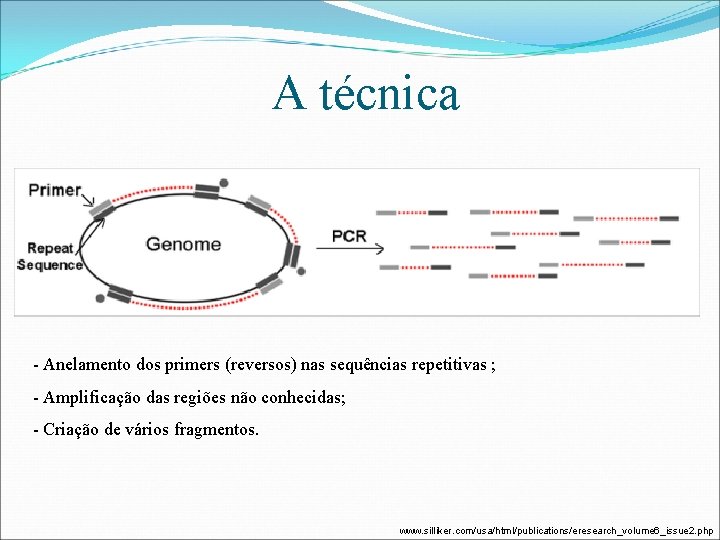 A técnica - Anelamento dos primers (reversos) nas sequências repetitivas ; - Amplificação das