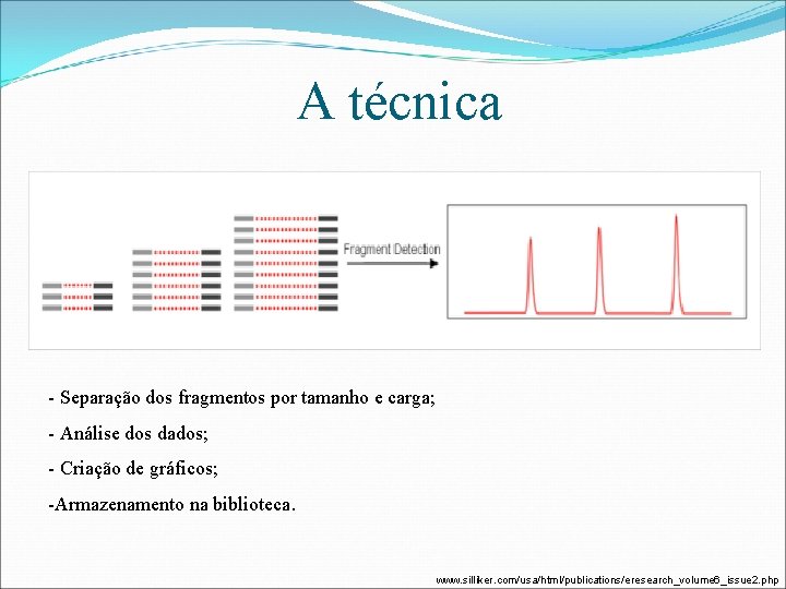 A técnica - Separação dos fragmentos por tamanho e carga; - Análise dos dados;