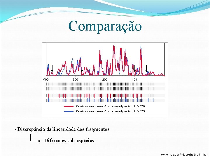 Comparação - Discrepância da linearidade dos fragmentos Diferentes sub-espécies www. msu. edu/~debruijn/dna 1 -4.