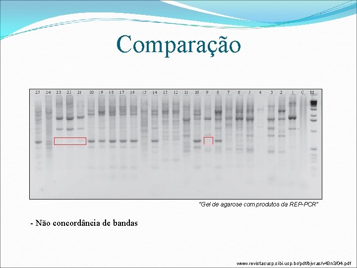 Comparação “Gel de agarose com produtos da REP-PCR” - Não concordância de bandas www.