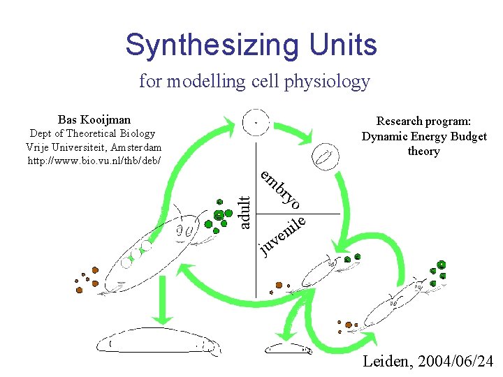 Synthesizing Units for modelling cell physiology Bas Kooijman Research program: Dynamic Energy Budget theory