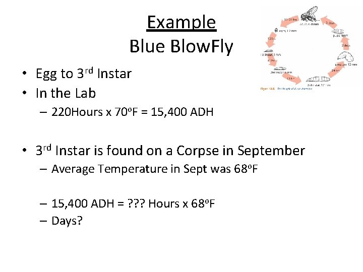 Example Blue Blow. Fly • Egg to 3 rd Instar • In the Lab