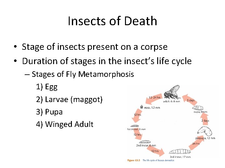 Insects of Death • Stage of insects present on a corpse • Duration of
