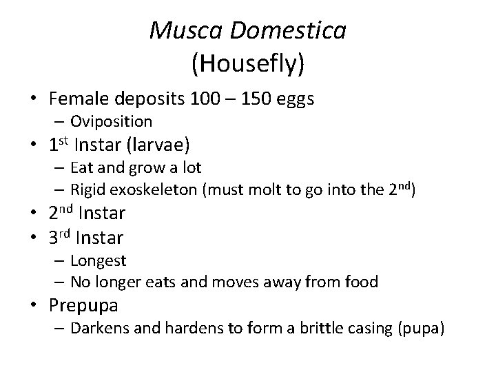 Musca Domestica (Housefly) • Female deposits 100 – 150 eggs – Oviposition • 1