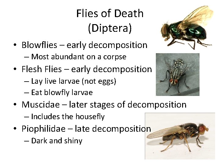 Flies of Death (Diptera) • Blowflies – early decomposition – Most abundant on a