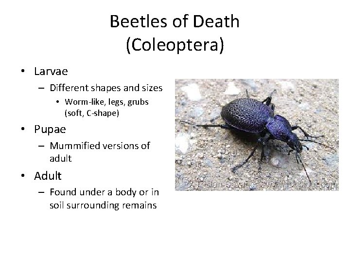 Beetles of Death (Coleoptera) • Larvae – Different shapes and sizes • Worm-like, legs,