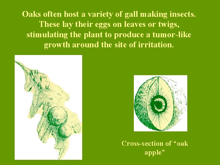Oaks often host a variety of gall making insects. These lay their eggs on