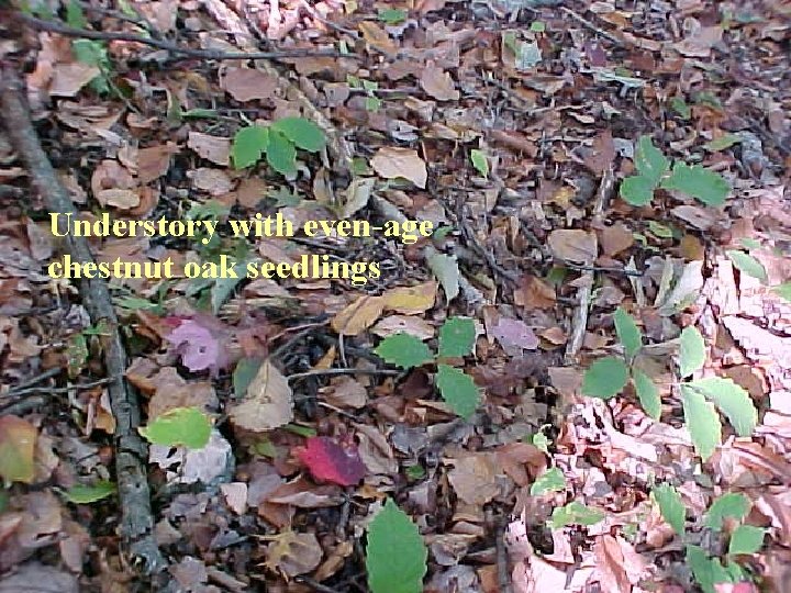 Understory with even-age chestnut oak seedlings 