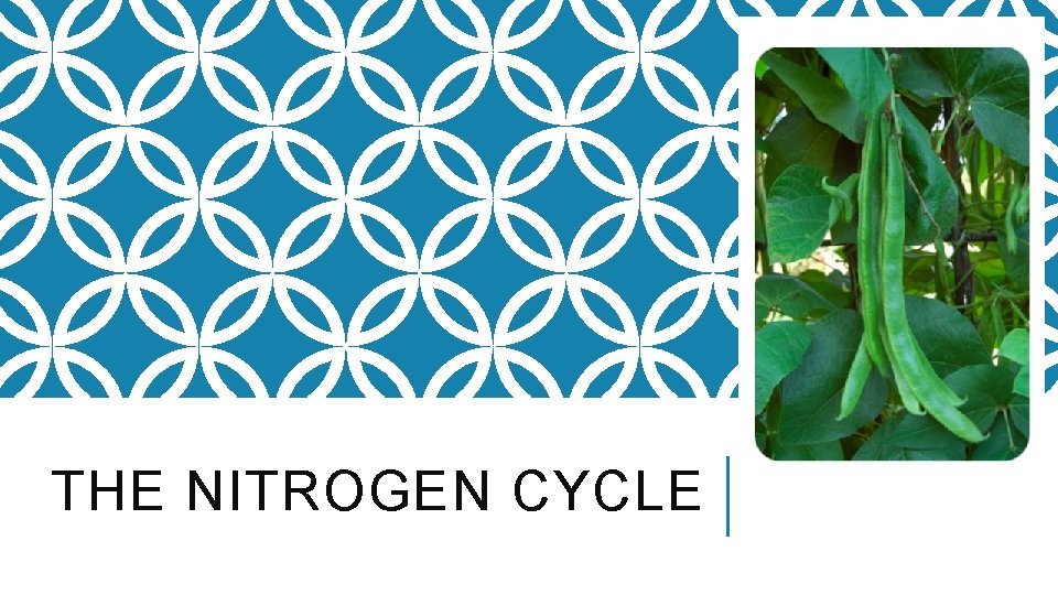 THE NITROGEN CYCLE 