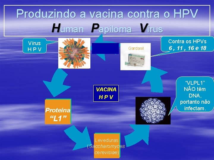 Produzindo a vacina contra o HPV Human Papiloma Vírus Contra os HPVs Vírus HPV