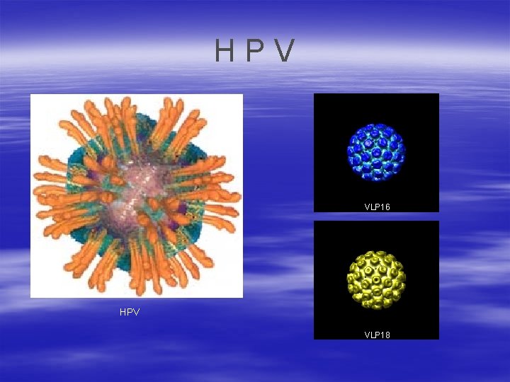 HPV VLP 16 HPV VLP 18 