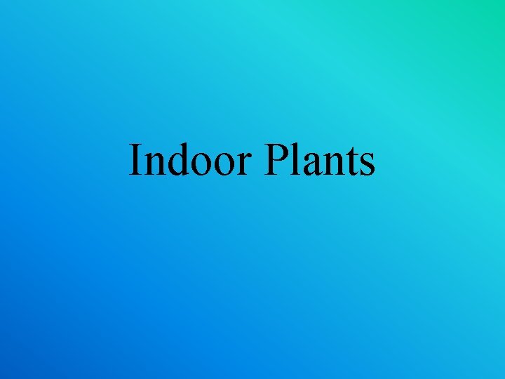 Indoor Plants 