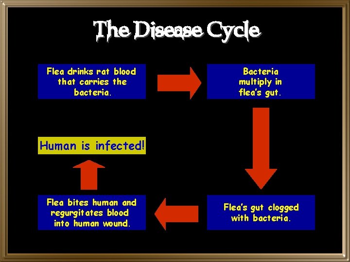 The Disease Cycle Flea drinks rat blood that carries the bacteria. Bacteria multiply in