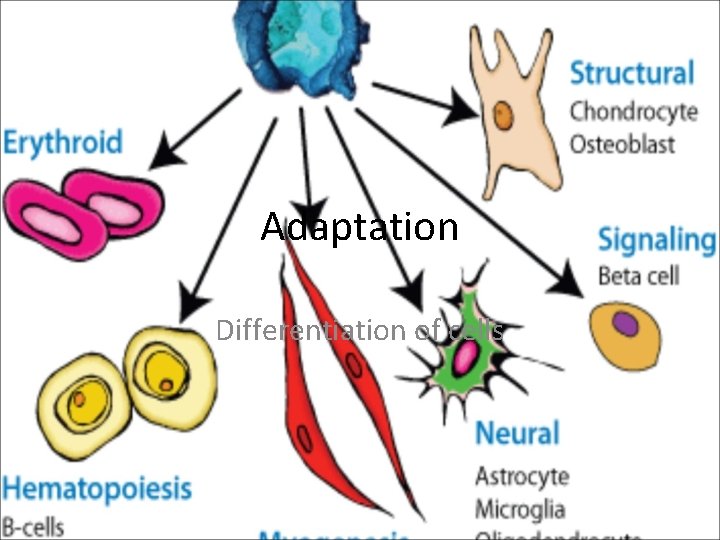 Adaptation Differentiation of cells 