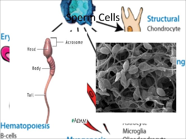 Sperm Cells 