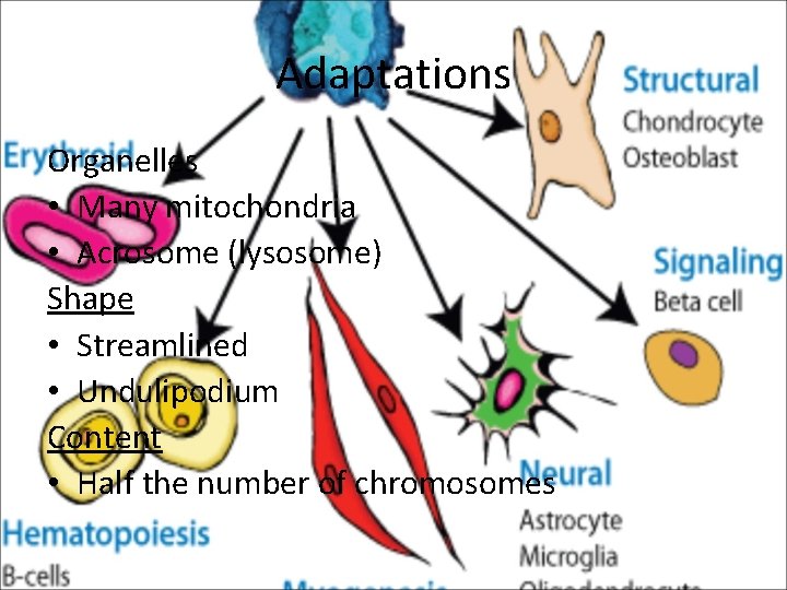 Adaptations Organelles • Many mitochondria • Acrosome (lysosome) Shape • Streamlined • Undulipodium Content