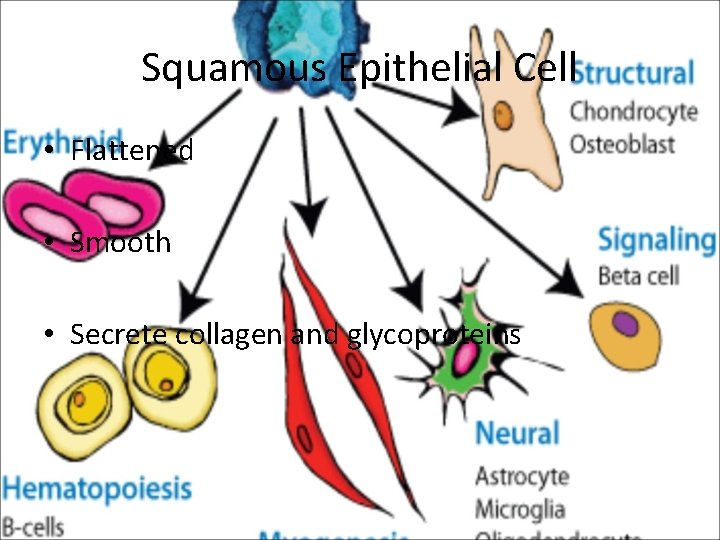 Squamous Epithelial Cell • Flattened • Smooth • Secrete collagen and glycoproteins 