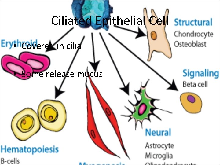 Ciliated Epithelial Cell • Covered in cilia • Some release mucus 