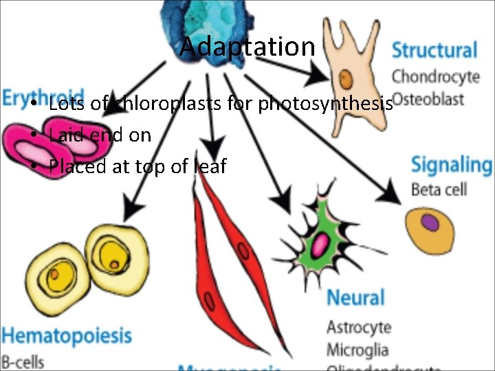 Adaptation • Lots of chloroplasts for photosynthesis • Laid end on • Placed at