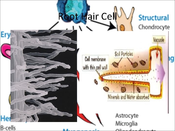 Root Hair Cell 