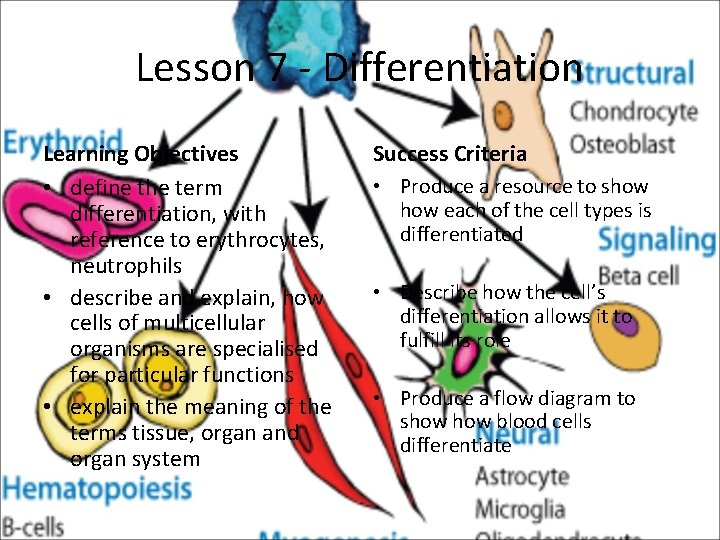 Lesson 7 - Differentiation Learning Objectives • define the term differentiation, with reference to