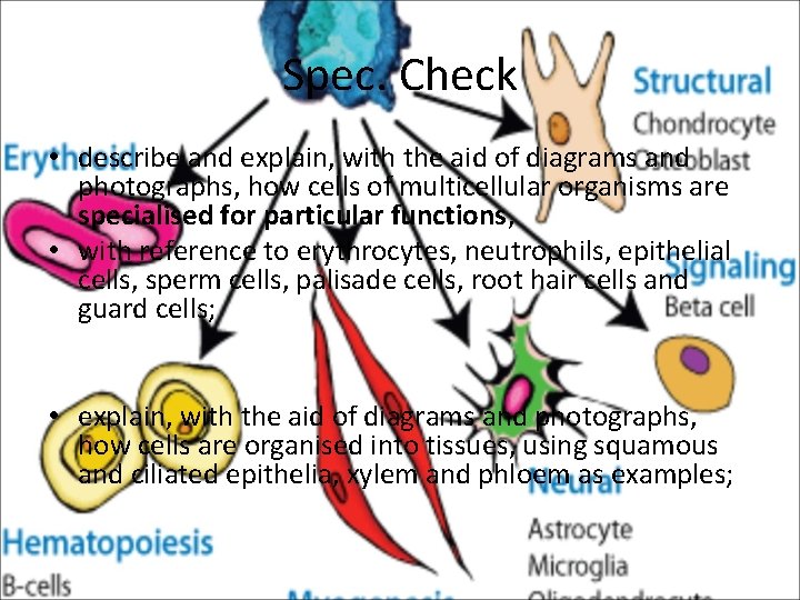 Spec. Check • describe and explain, with the aid of diagrams and photographs, how