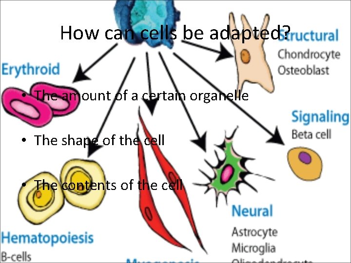 How can cells be adapted? • The amount of a certain organelle • The