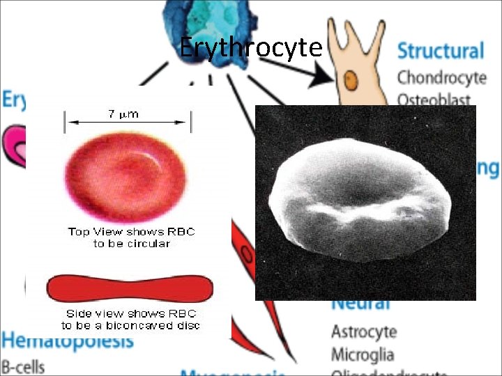 Erythrocyte 