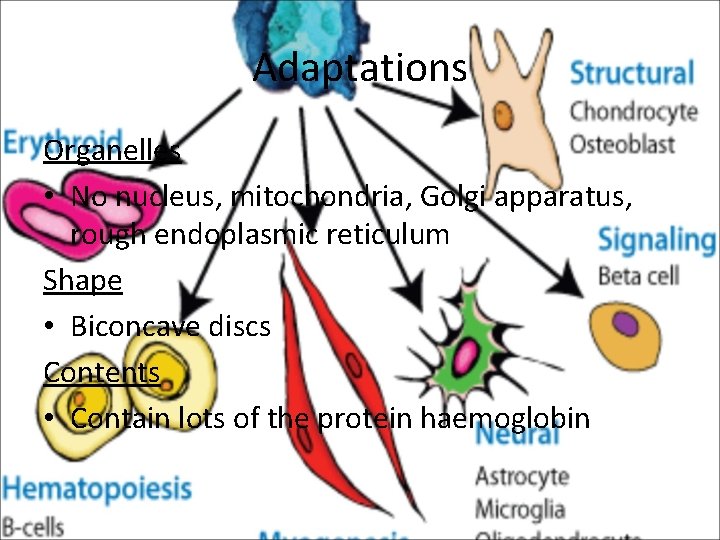 Adaptations Organelles • No nucleus, mitochondria, Golgi apparatus, rough endoplasmic reticulum Shape • Biconcave