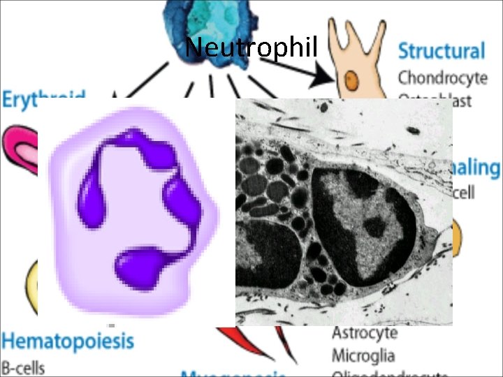 Neutrophil 