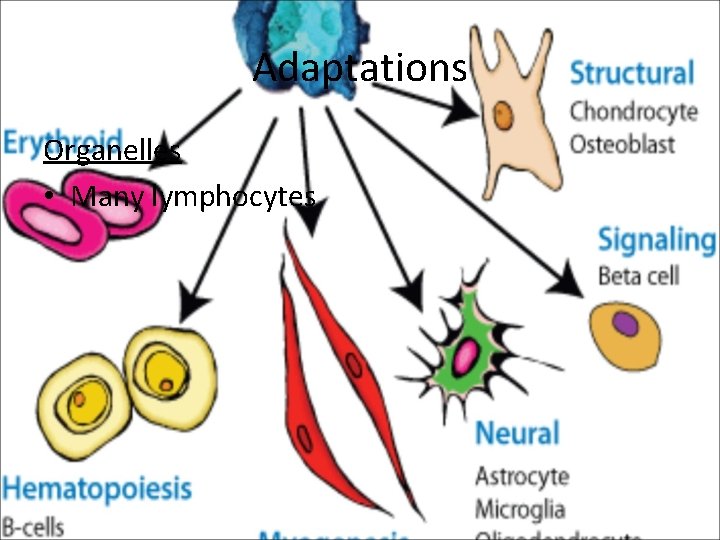 Adaptations Organelles • Many lymphocytes 