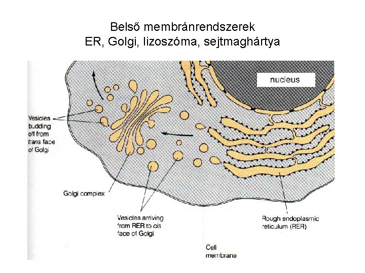 Belső membránrendszerek ER, Golgi, lizoszóma, sejtmaghártya 